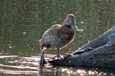 Common Pochard (female), 6/30/07, Clot de Galvany (near Alicante). Slide 16