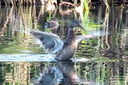 Mallard (female), 6/30/07, Clot de Galvany (near Alicante). Nice ... Slide 17