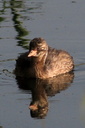 Little Grebe, 6/30/07, Clot de Galvany (near Alicante). Cute! Slide 18
