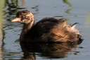 Little Grebe, 6/30/07, Clot de Galvany (near Alicante). Slide 19