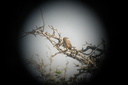 Little Owl, 6/30/07, Clot de Galvany (near Alicante). We ... Slide 20