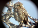 Little Owl, 6/30/07, Clot de Galvany (near Alicante). It's ... Slide 21