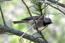 Crested Tit, 6/30/07, Maigmo mountain (near Alicante). Slide 22