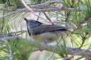 Crested Tit, 6/30/07, Maigmo mountain (near Alicante). Slide 23