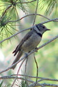 Crested Tit, 6/30/07, Maigmo mountain (near Alicante). Slide 24