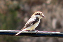Woodchat Shrike, 6/30/07, Montnegre (near Alicante). Lots of these around. Slide 25