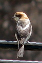 Woodchat Shrike, 6/30/07, Montnegre (near Alicante). Slide 26