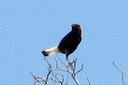 Black Wheatear, 6/30/07, Montnegre (near Alicante). Lifer! Slide 28