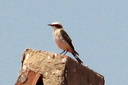 Black-eared Wheatear (male, pale-throated), 6/30/07, Montnegre (near Alicante). Another ... Slide 31