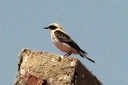 Black-eared Wheatear (male, pale-throated), 6/30/07, Montnegre (near Alicante). Slide 32