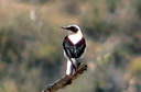 Black-eared Wheatear (male, pale-throated), 6/30/07, Montnegre (near Alicante). Slide 34