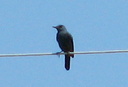 Blue Rock Thrush (male), 6/30/07, Montnegre (near Alicante). Life bird. Slide 35
