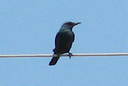 Blue Rock Thrush (male), 6/30/07, Montnegre (near Alicante). Long bill! Slide 36