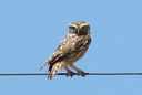 Little Owl, 6/30/07, near Finca Bonelli's Eagles guesthouse. Spectacular! Slide 37