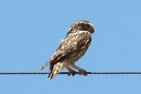 Little Owl, 6/30/07, near Finca Bonelli's Eagles guesthouse. Slide 38