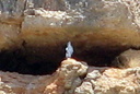 Bonelli's Eagle, 6/30/07, near Finca Bonelli's Eagles guesthouse. For ... Slide 39