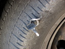 The hazards of birding. Slide 40