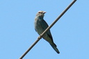 European Roller (juvenile), 6/30/07, Parc Naturel el Hondo (Fondo). ... Slide 41