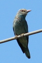 European Roller (juvenile), 6/30/07, Parc Naturel el Hondo (Fondo). Slide 42