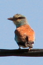 European Roller, 6/30/07, between Parc Naturel el Hondo (Fondo) ... Slide 43