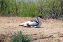 Pied Avocet (nesting?), 6/30/07, El Pinet. Slide 44