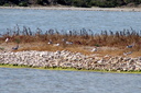 Common Tern, 6/30/07, El Pinet. Slide 45