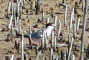 Little Tern, 6/30/07, St-Palo Salinas. I saw my first ... Slide 46