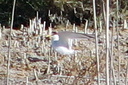 Little Tern, 6/30/07, St-Palo Salinas. Slide 47
