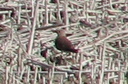 Collared Pratincole, 6/30/07, St-Palo Salinas. A lifer; fortunately we ... Slide 48
