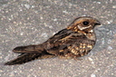 Red-necked Nightjar, 6/30/07, Pego marsh (near Oliva). Lifer! Slide 49