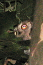 Eurasian Scops Owl, 6/30/07, Oliva. This tiny life bird ... Slide 50