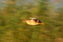 Little Bittern, 7/1/07, Pego marsh (near Oliva). Lots of ... Slide 51