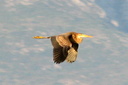 Purple Heron, 7/1/07, Pego marsh (near Oliva). Another life bird! Slide 52