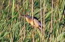 Little Bittern, 7/1/07, Pego marsh (near Oliva). Slide 53
