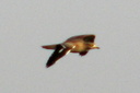 Stone-curlew, 7/1/07, Pego marsh (near Oliva). A nice surpise! Slide 55