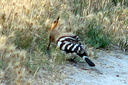 Eurasian Hoopoe, 7/1/07, Pego marsh (near Oliva). Very striking bird! Slide 56