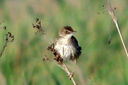 Zitting Cisticola (juvenile?), 7/1/07, Pego marsh (near Oliva). Perhaps ... Slide 57