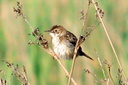 Zitting Cisticola (juvenile?), 7/1/07, Pego marsh (near Oliva). Slide 58