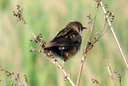 Zitting Cisticola (juvenile?), 7/1/07, Pego marsh (near Oliva). Some ... Slide 59
