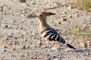 Eurasian Hoopoe, 7/1/07, Pego marsh (near Oliva). Wow! Slide 60