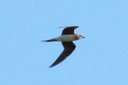 Collared Pratincole, 7/1/07, Pego marsh (near Oliva). This adult ... Slide 61