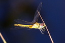 Yellow-winged Darter, 7/1/07, Pego marsh (near Oliva). Not a bird! Slide 62