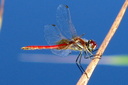 Yellow-winged Darter, 7/1/07, Pego marsh (near Oliva). A striking ... Slide 63