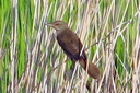 Great Reed Warbler, 7/1/07, Pego marsh (near Oliva). This ... Slide 64