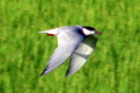 Whiskered Tern, 7/1/07, Pego marsh (near Oliva). A lifer, ... Slide 65