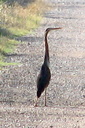 Purple Heron, 7/1/07, Pego marsh (near Oliva). Slide 66