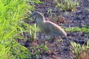 Squacco Heron, 7/1/07, Pego marsh (near Oliva). Lifer! Slide 67