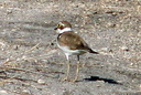 Little Ringed Plover, 7/1/07, Pego marsh (near Oliva). Cute! Slide 68