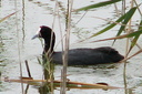Red-knobbed Coot, 7/1/07, Moro marsh. Lifer, rare and local. ... Slide 70