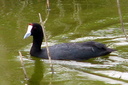 Red-knobbed Coot, 7/1/07, Moro marsh. Slide 71